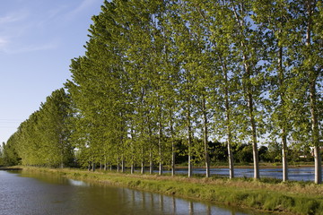 Obraz premium Filare