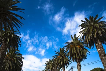 Gordijnen rząd palm na tle błękitnego nieba, oaza © ifoto