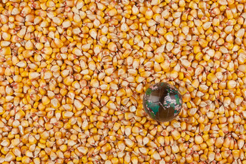 Glass globe lying on  corn