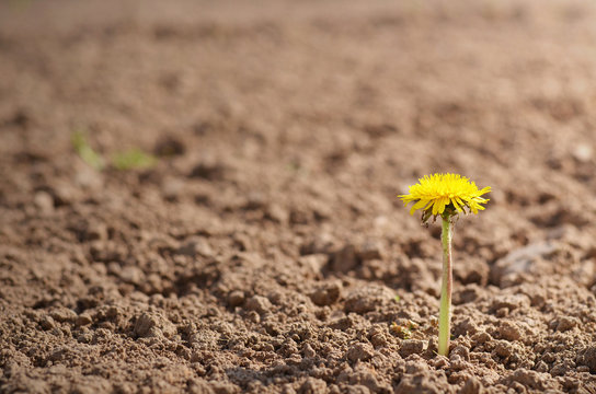 Fototapeta Lonely dandelion
