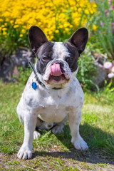 Fototapeta premium French bulldog in the spring garden