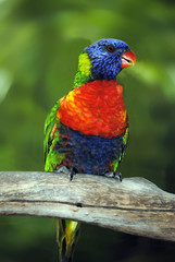 Rainbow Lorikeet