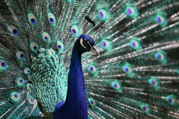 Obraz premium male peacock (Pavo cristatus)