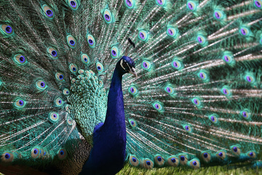 Fototapeta male peacock (Pavo cristatus)