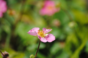 Fototapeta premium Bodendecker Erdbeere