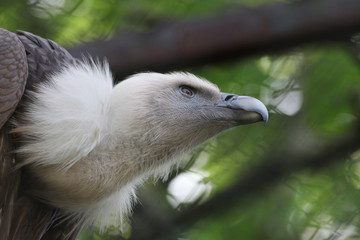 Griffon Vulture (Gyps fulvus)