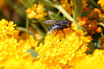 Macro of fly on the flower