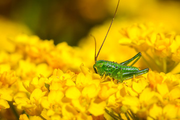Green grasshopper on the flower close up