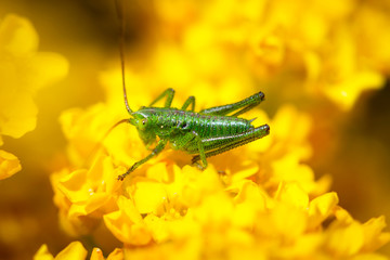 Green grasshopper on the flower close up