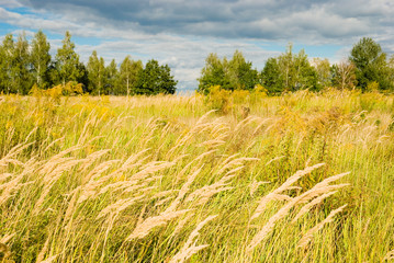 Wheat Field