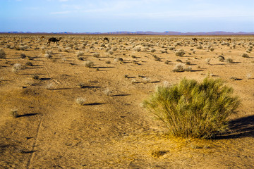 wielbłądy na pustyni, suchy krzak - obrazy, fototapety, plakaty