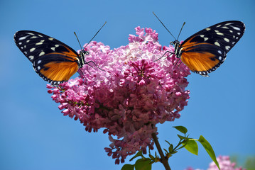 Syringa vulgaris with a Heliconius hecate butterfly