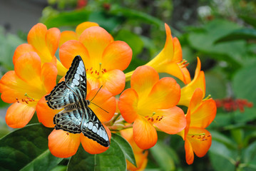Tropical Rhododendron simbu sunset with blue butterfly © Peter