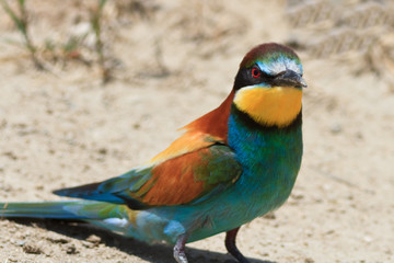 european bee eater