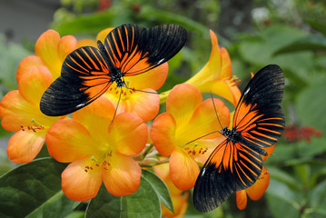 Tropical Rhododendron with 2 Doris Longwing Butterflies © Peter