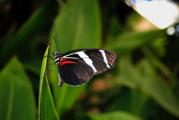 Zebra longwing butterfly Latin name Heliconius charitonius