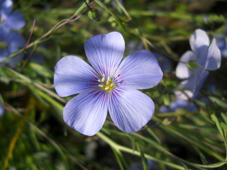gemeiner lein