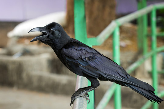 Closeup of a black Jungle crow bird outdoors