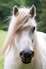 White Horse