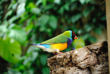 Gouldian Finch (Erythrura gouldiae)