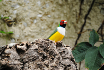 Gouldian Finch (Erythrura gouldiae)