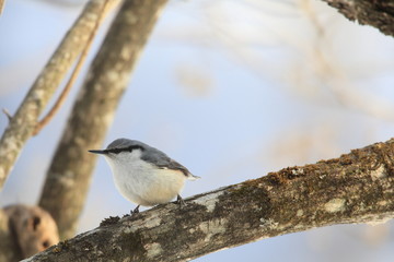 Fototapeta premium ゴジュウカラ
