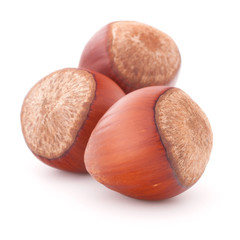 hazelnut or filbert nut isolated on white background cutout