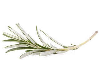 rosemary herb spice leaves isolated on white background cutout