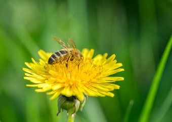Bee on yellow dandelion.