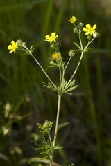 Ranunculus acris