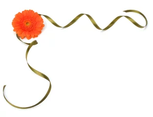 Photo sur Plexiglas Gerbera Belle fleur de gerbera marguerite