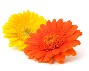 Beautiful daisy gerbera