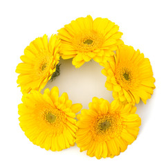 Beautiful daisy gerbera