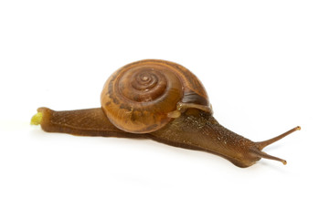 Garden spiral snail on green leaf ,isolate