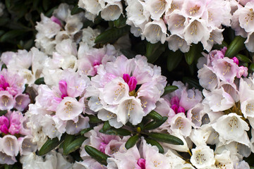 Fototapeta na wymiar Białe i różowe kwiaty rododendronów rumieniec zbliżenie.