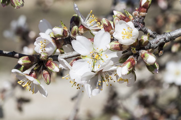 Almond-Tree in Bloom