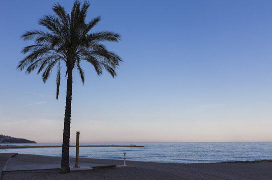 Palm beach at dawm