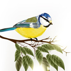 Background with vector detailed bird