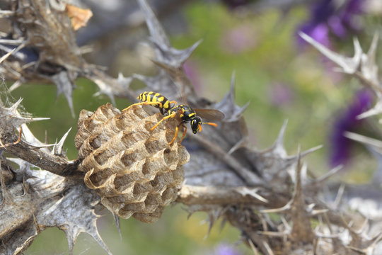 Gu&ecirc;pe, Polystes dominula, gardant son nid