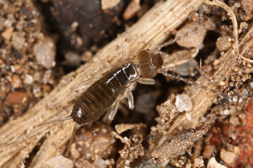 Baby earwig