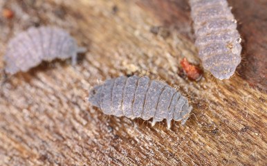 Neanura springtails on wood, extreme close-up