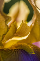 Detail of Iris flower