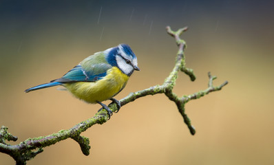 Blue Tit in the Rain