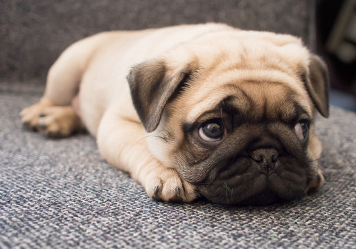 Baby Pugs Images – Browse 12,717 Stock Photos, Vectors, and Video | Adobe  Stock