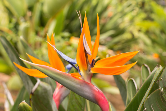 Papageienblume