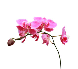 Naklejka na ściany i meble Orchids flower