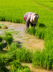 Obraz premium Farmer to withdraw, which had plenty of rice seedlings in paddy