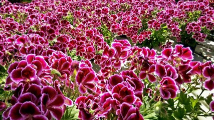 Geraneo Rosa