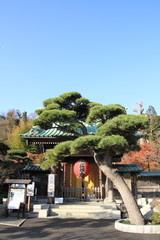 Fototapeta premium 長谷寺 山門