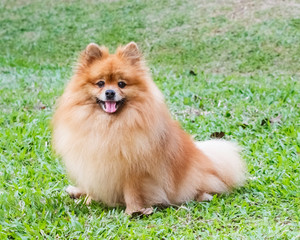 Pomeranian dog playing on green grass in the garden